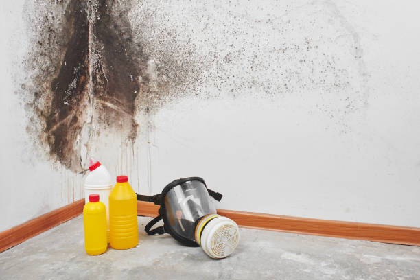 Best Attic Mold Removal  in Lindenhurst, IL