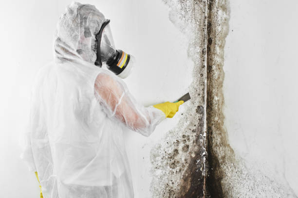 Best Best Mold Removal Companies  in Lindenhurst, IL