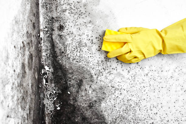 Best Residential Mold Removal  in Lindenhurst, IL