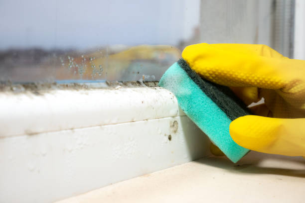 Best Home Mold Removal  in Lindenhurst, IL