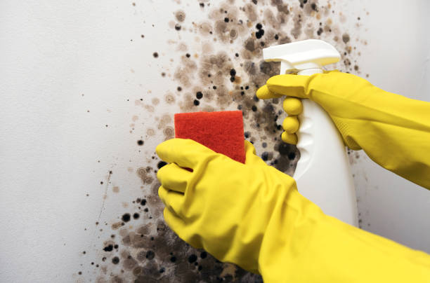 Best Mold Inspection  in Lindenhurst, IL