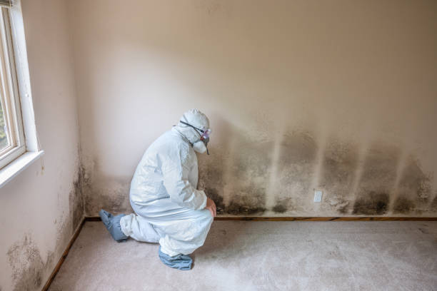 Mold Removal and Inspection in Lindenhurst, IL