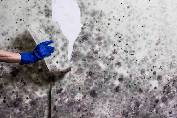 Best Same-Day Mold Removal  in Lindenhurst, IL
