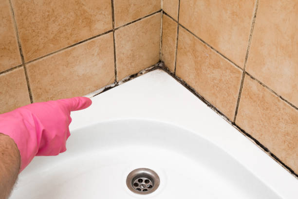 Best Commercial Mold Removal  in Lindenhurst, IL